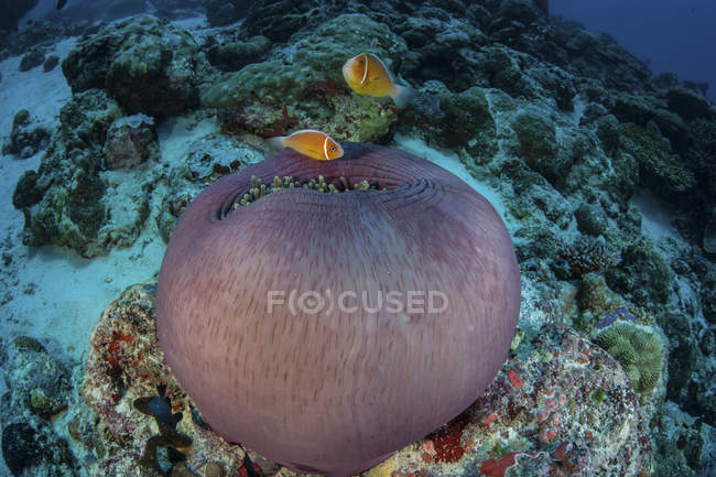 Rosafarbener Clownfisch schwimmt über Anemone — Stockfoto