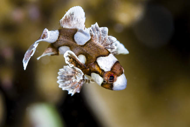 Giovane arlecchino dolce pesce labbro — Foto stock
