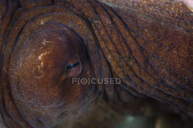 Octopus eye closeup shot — Stock Photo