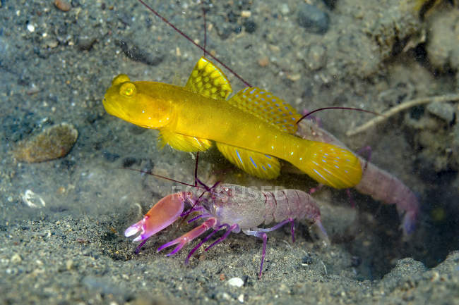 Yellow goby with shrimps — Stock Photo