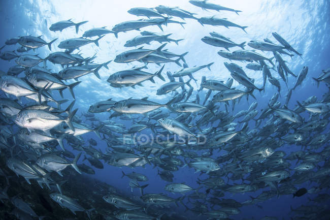 Schule der Großaugenjacken schwimmt über Riff — Stockfoto