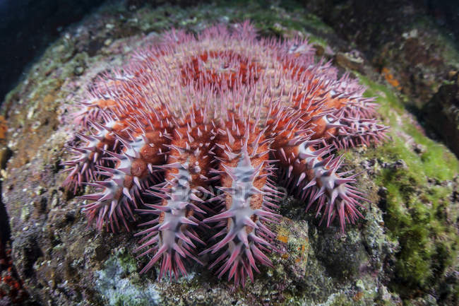 Estrella de mar corona de espinas en coral cerca de la isla de Cocos, Costa Rica - foto de stock