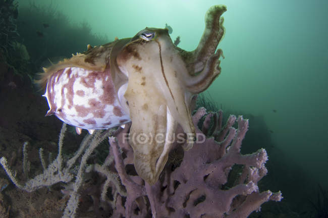 Широкий клубний каракатиця на кораловому рифі — стокове фото