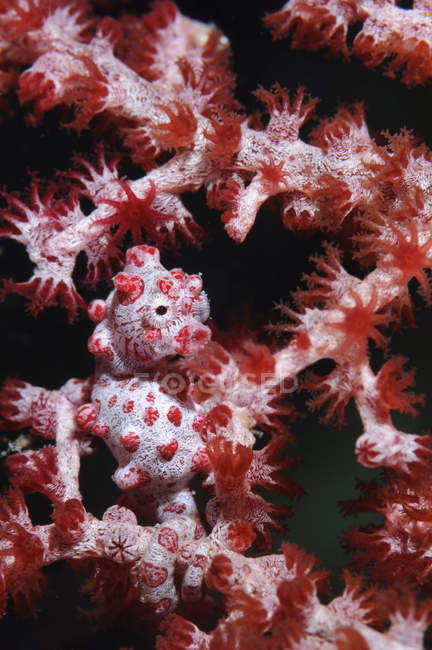 Cavalluccio marino pigmeo in coralli rossi — Foto stock