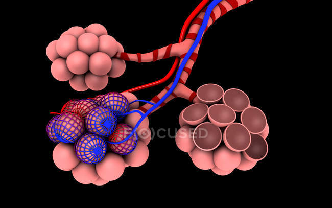 Medical illustration of alveoli on black background — Stock Photo
