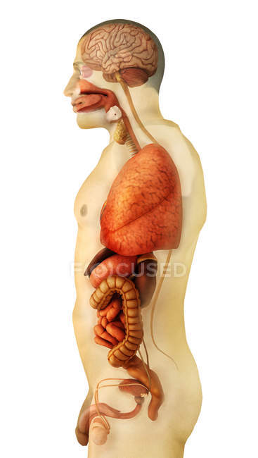 Visão lateral da anatomia dos órgãos do corpo humano — Fotografia de Stock