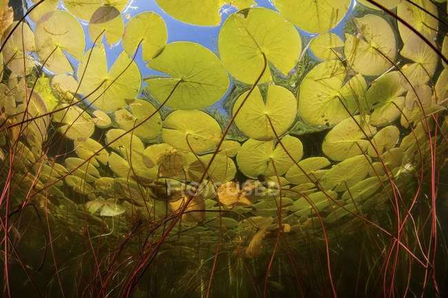 Барвисті лілійні подушечки, що ростуть у прісноводних озерах — стокове фото