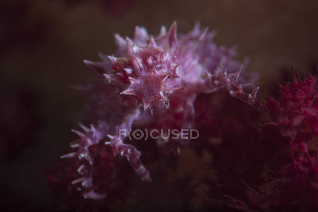 Tiro de primer plano de cangrejo de coral suave - foto de stock