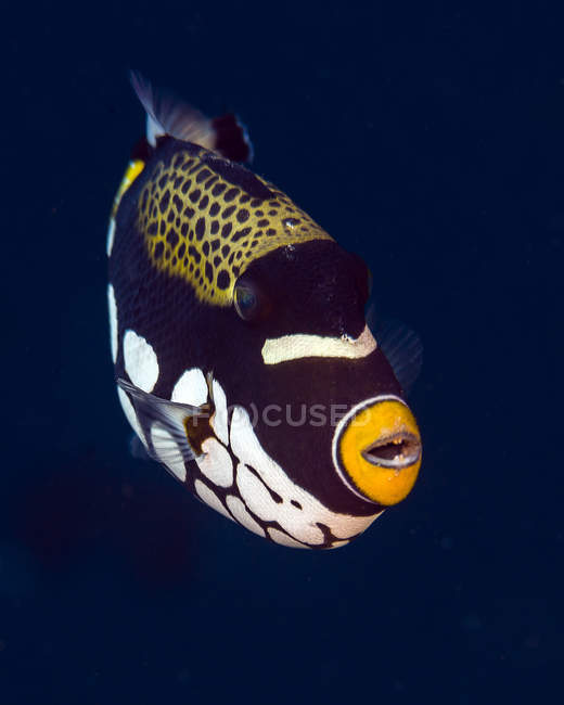Clown triggerfish in dark water — Stock Photo