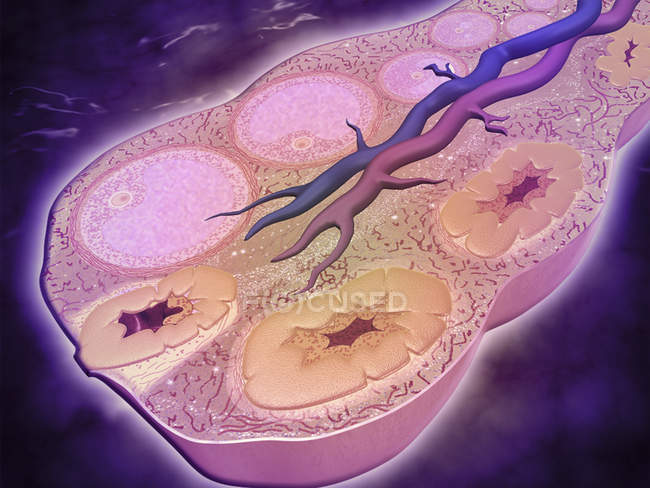 Coupe transversale microscopique d'un ovaire femelle — Photo de stock