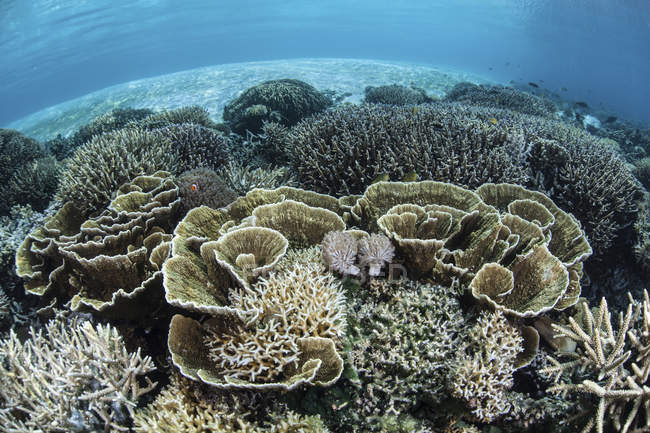 Riff bildende Korallen im flachen Wasser — Stockfoto