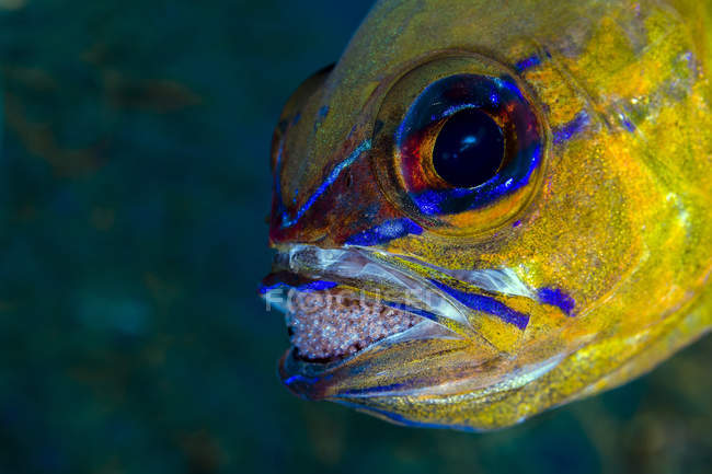 Ringelschwanz-Kardinalfisch mit Eiern im Maul — Stockfoto