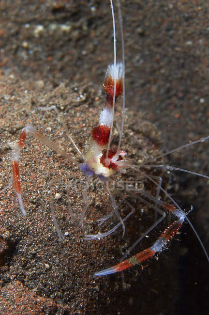 Red and white banded cleaner shrimp — Stock Photo