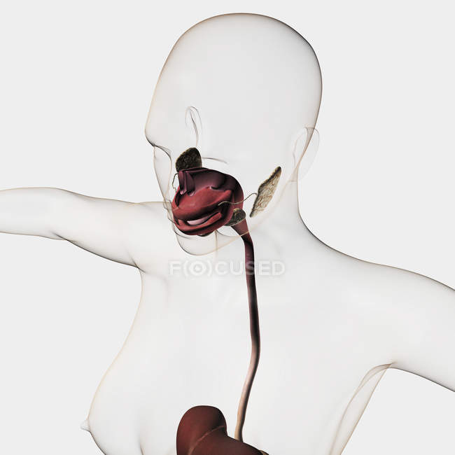 Medizinische Illustration des menschlichen Verdauungssystems einschließlich Speicheldrüsen, Speiseröhre, Mundhöhle — Stockfoto