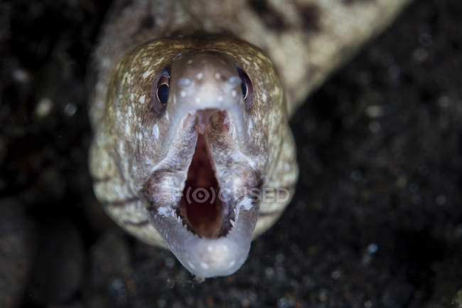 Moray eel with opened mouth — Stock Photo