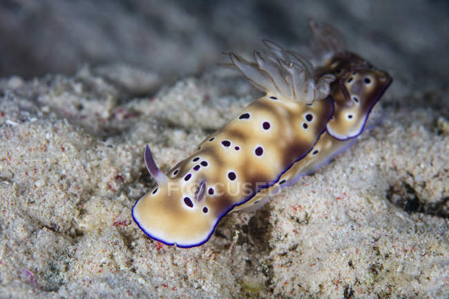 Pair of Hypselodoris tryoni nudibranchs — Stock Photo