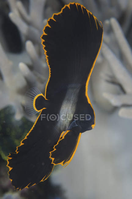 Kleine juvenile gefiederte Laichfische — Stockfoto
