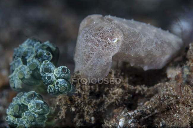 Pygmy cuttlefish on reef — Stock Photo
