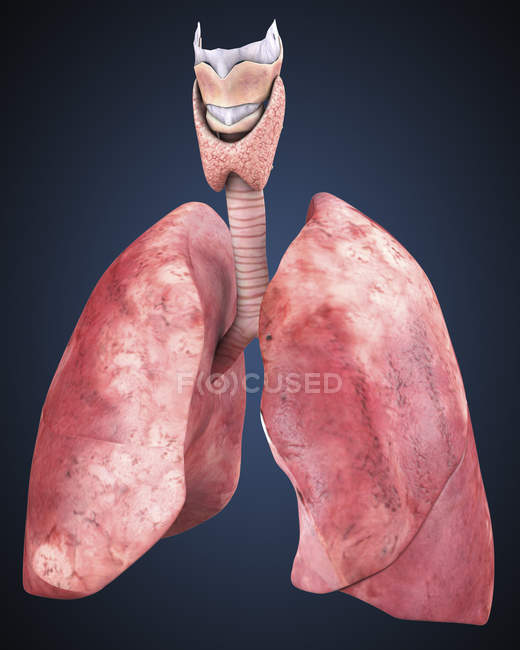 Vista tridimensional de los pulmones humanos - foto de stock