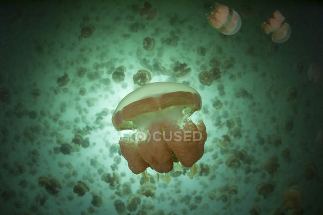 Золотая медуза в озере — стоковое фото
