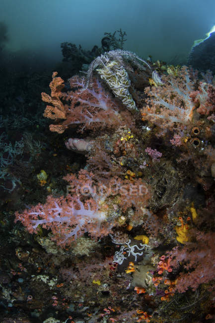 Weichkorallen wachsen auf Kalksteininsel — Stockfoto