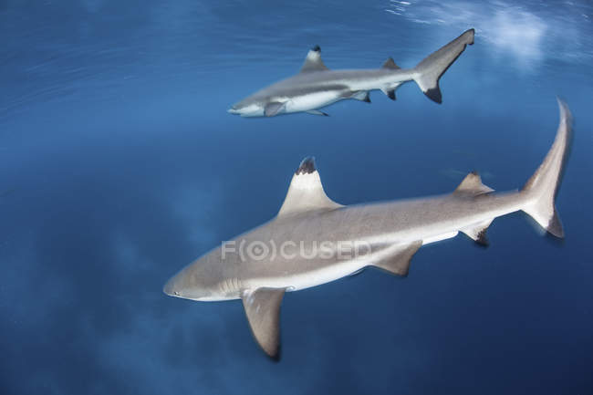 Tiburones de punta negra nadando bajo la superficie - foto de stock