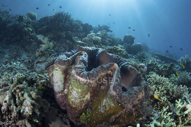 Vongole giganti sulla barriera corallina a Raja Ampat — Foto stock