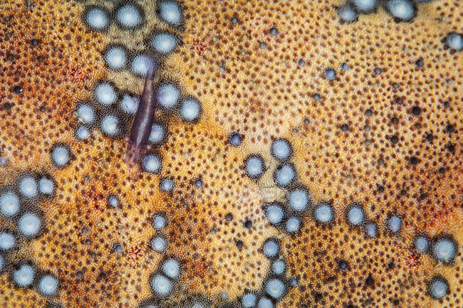 Camarones diminutos en la estrella de mar pin-amortiguador - foto de stock