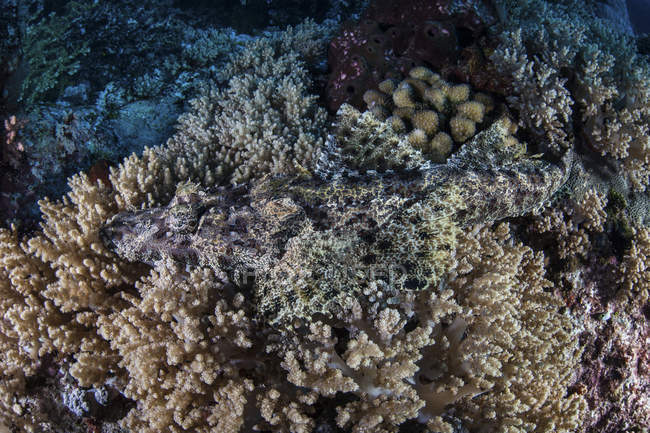 Crocodilefish camuflado en el arrecife de coral - foto de stock