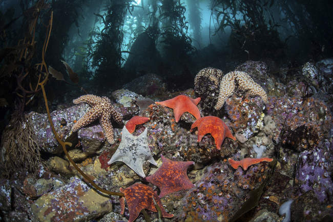 Stella marina colorata sul fondo della foresta di alghe — Foto stock