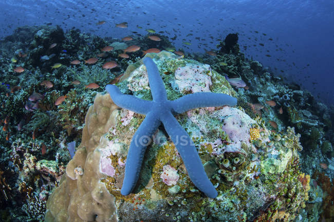 Estrela-do-mar azul agarrada ao recife de coral — Fotografia de Stock