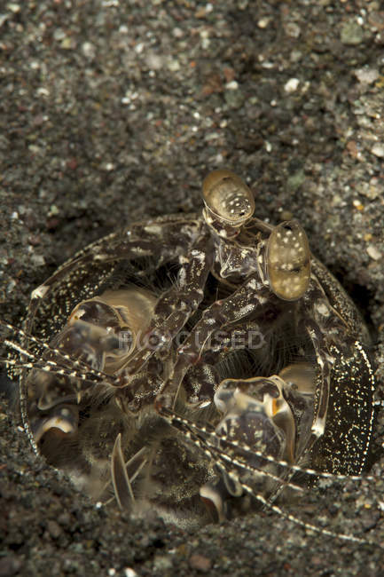Spearing mantis shrimp in burrow — Stock Photo