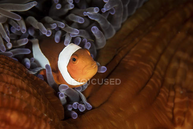 False clownfish in tentacles of anemone — Stock Photo