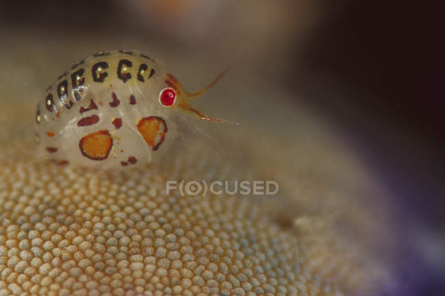Ladybug amphipod closeup shot — Stock Photo