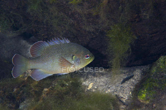 Green sunfish swimming over rocky bottom — Stock Photo