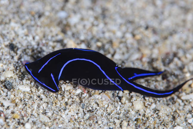 Head Shield sea slug — Stock Photo