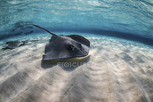 Стінгрейс плаває над підлогою океану — стокове фото
