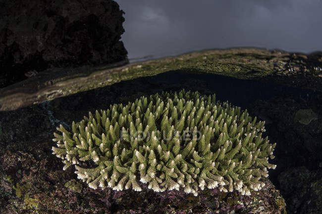 Récif corallien poussant en eau peu profonde — Photo de stock
