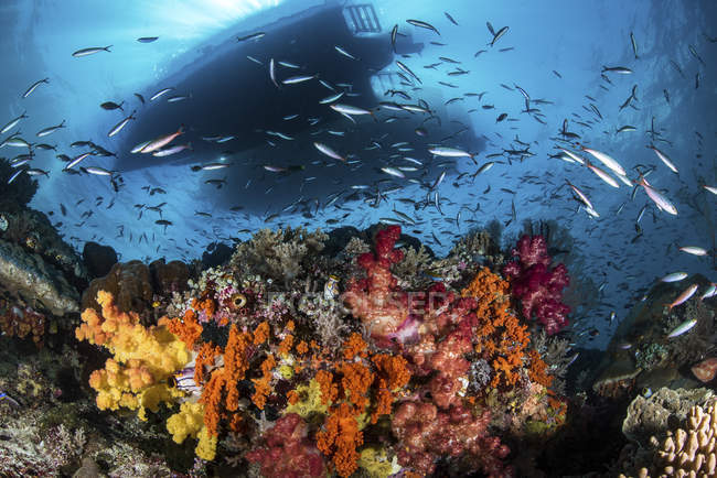 Bateaux au-dessus du récif corallien avec des poissons — Photo de stock