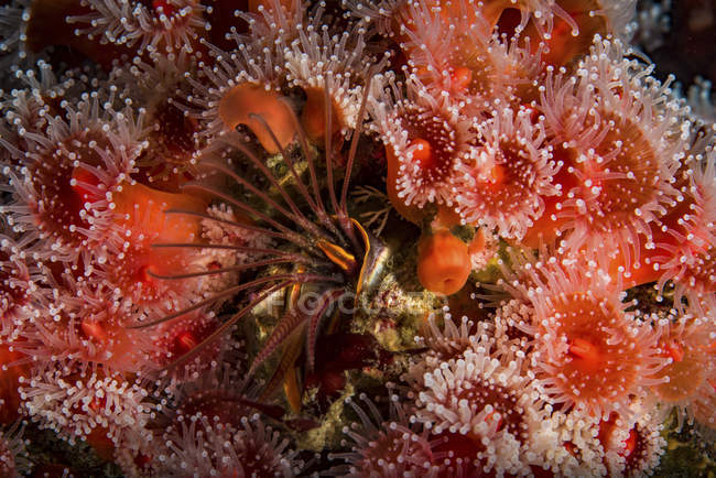 Anêmonas de morango em torno do barnáculo — Fotografia de Stock