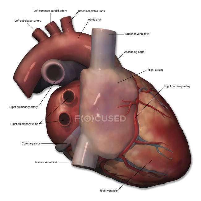 Vista lateral derecha de la anatomía del corazón humano con anotaciones - foto de stock