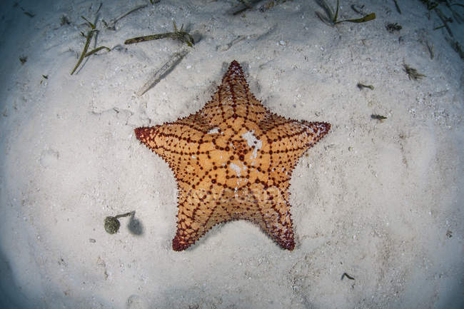 Estrella de mar de las Indias Occidentales sobre fondo de mar arenoso - foto de stock