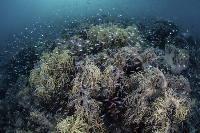 Кардиналы плавают над мягкими кораллами — стоковое фото