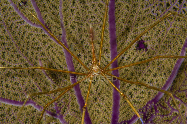 Caranguejo de seta no ventilador do mar — Fotografia de Stock