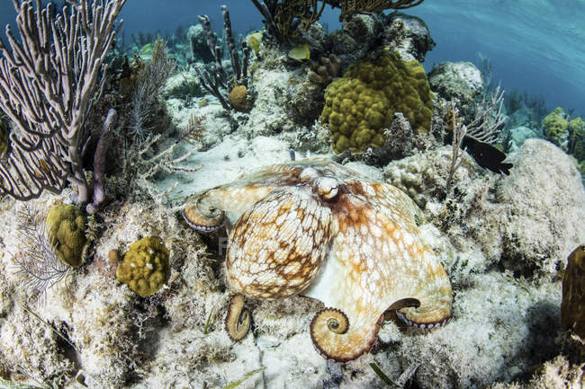 Pulpo de arrecife caribeño sobre fondo marino - foto de stock