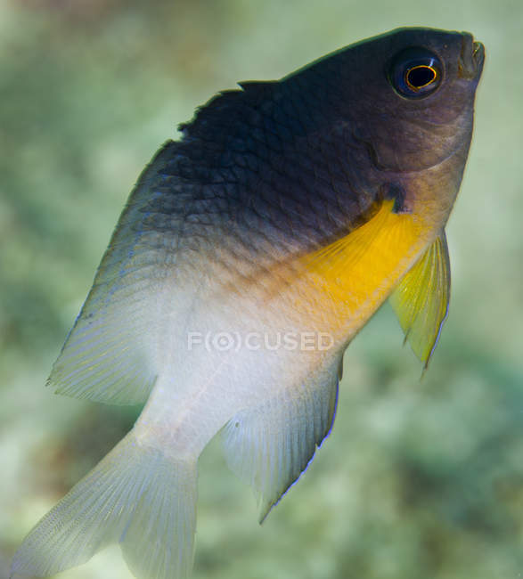 Bicolor damselfish natação até — Fotografia de Stock