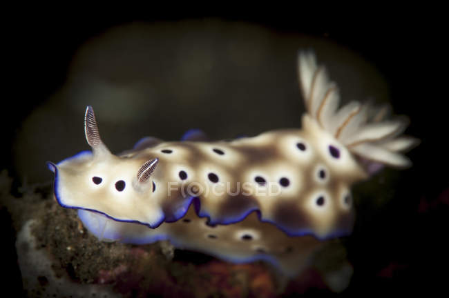 Risbecia tryoni nudibranch — стокове фото