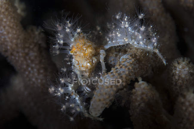 Dekorateur-Krabbe mit lebenden Polypen bedeckt — Stockfoto