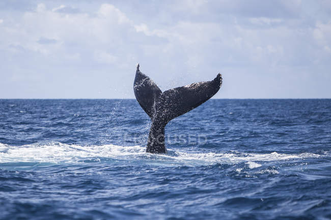 Gobba balena coda massiccia sopra l'acqua — Foto stock