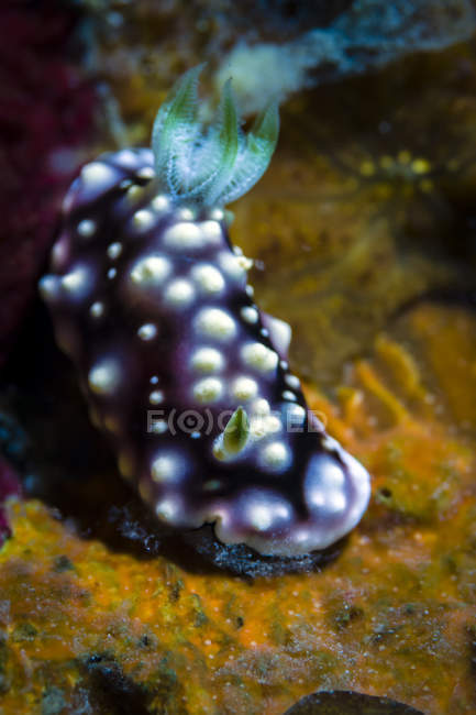Chromodoris nudibranchia geometrica — Foto stock